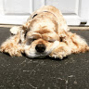 Meet your Posher, Lexi